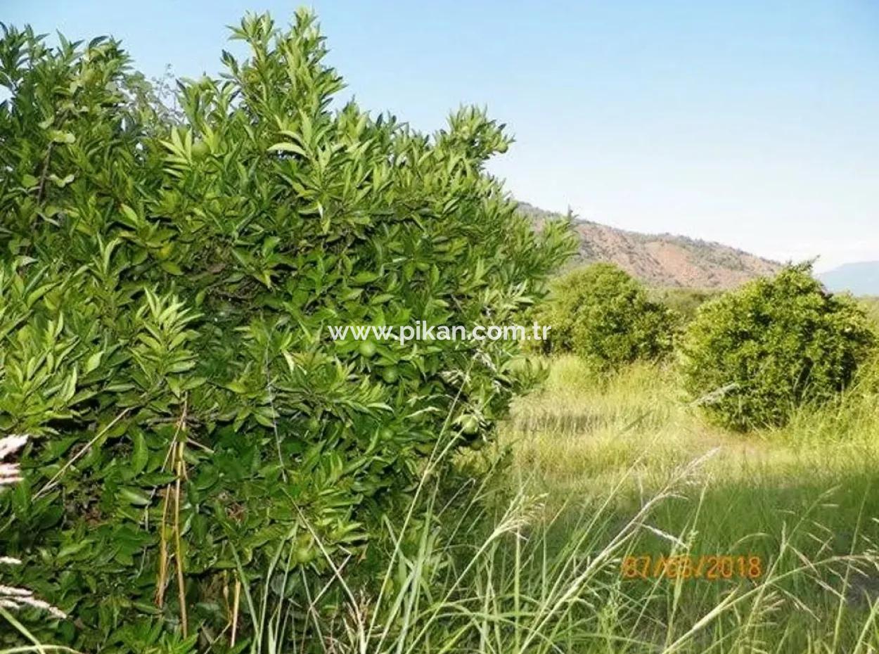 Zitrus Garten Zum Verkauf In Köyceğiz Dogusbelen Schnäppchen