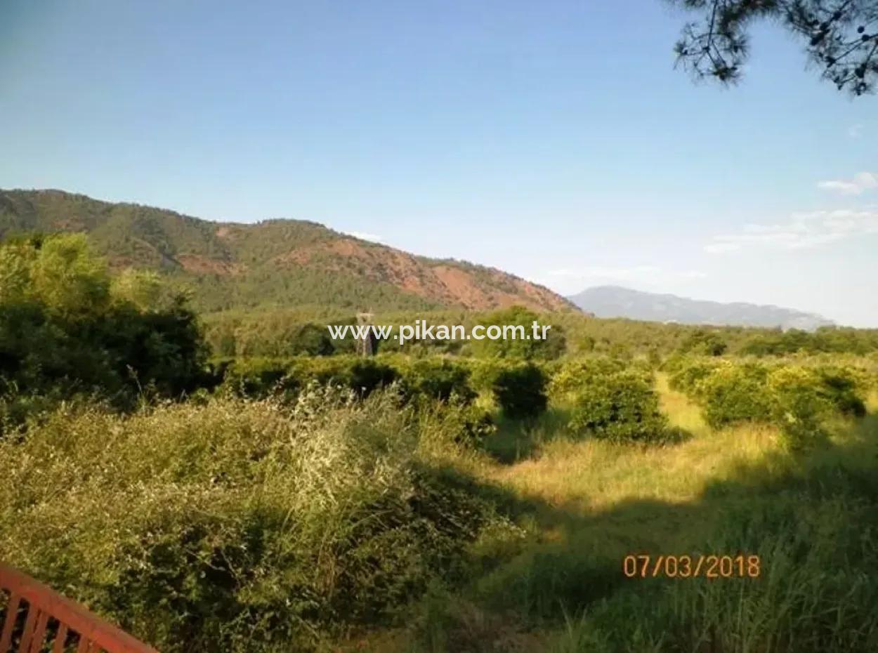 Zitrus Garten Zum Verkauf In Köyceğiz Dogusbelen Schnäppchen