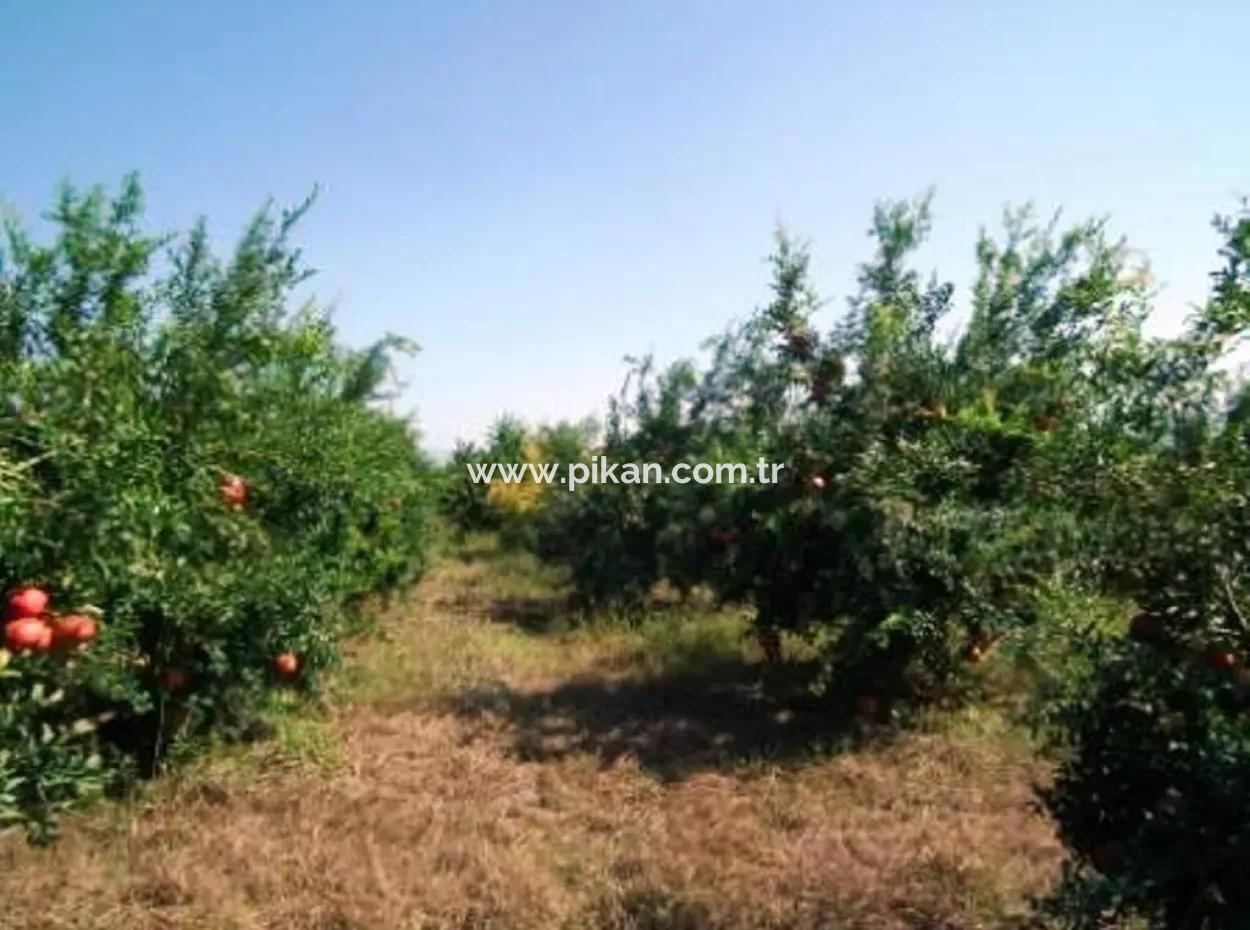 Eskikoy Für Verkauf Schnäppchen Ortaca Im Granatapfel-Gärten