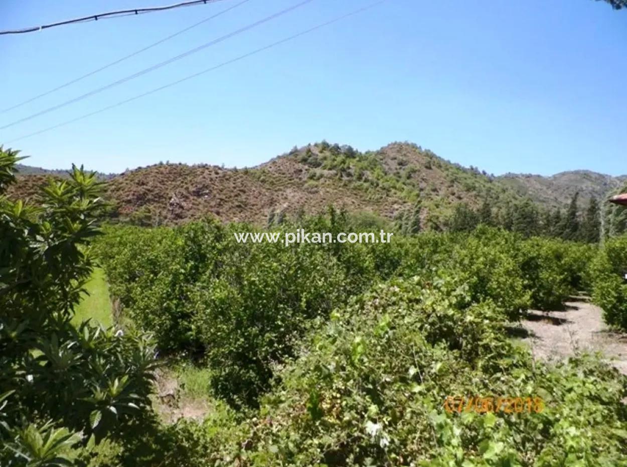 Zitrone Garten Zum Verkauf In Dalaman Muğla Native Tasliburun 5 330 M2