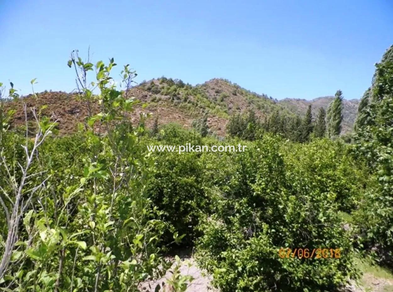 Zitrone Garten Zum Verkauf In Dalaman Muğla Native Tasliburun 5 330 M2