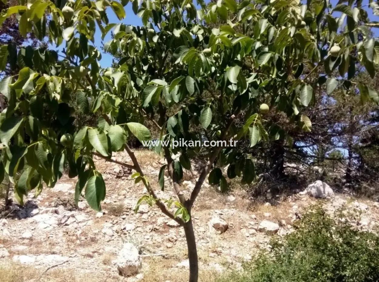 Denizli 'Ameli Gökéyakada Nussbaumgarten Kaufen