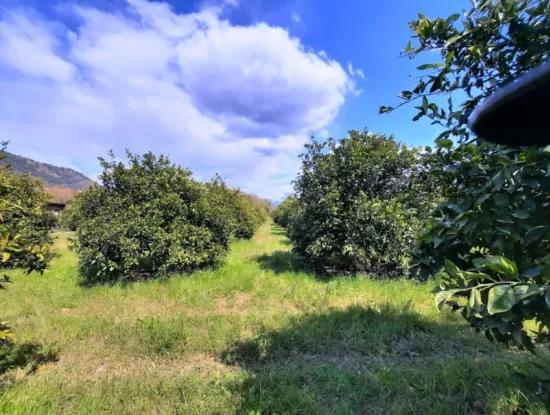 Ortaca Mergenlide 5134 M2 Und Offizielle 50 M2 Baugenehmigung Zitrusgarten Zu Verkaufen