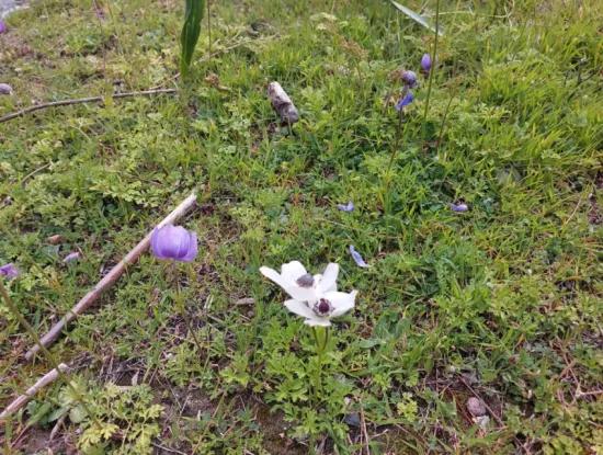 3.500 M2 Freistehendes Grundstück Mit Meerblick Zum Verkauf In Dalaman Gürköy