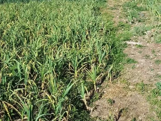 Das Apple Orchard Ist Auch Für Sale-Schnäppchen St John Gokceyaka Denizli