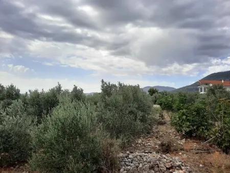 Land Mit Seeblick Zum Verkauf In Köycee'iz Zeytin Bereich