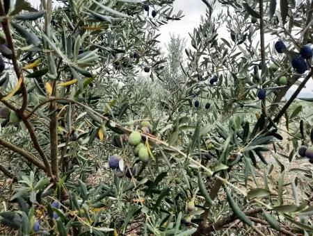 Land Mit Seeblick Zum Verkauf In Köycee'iz Zeytin Bereich