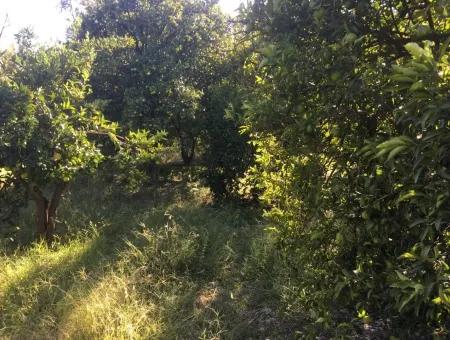 Land Und Altes Dorfhaus Zu Verkaufen In Köycee'iz Feuer