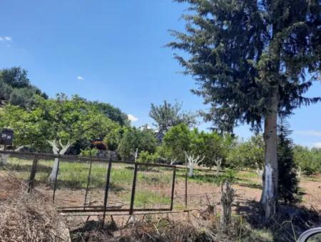 Citrus Garten Freistehendes Land Zum Verkauf In Mugla Dalyan 3000 M2