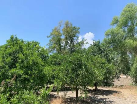 2 650 M2 Freistehende Eigentumsurkunde Garten In Der Nähe Des Sees In Köyceğiz Zu Verkaufen