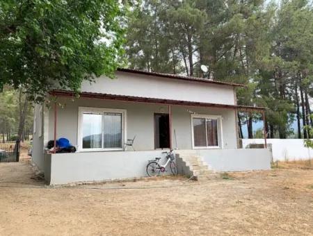 Teekante 10345 M2 Land Und Einfamilienhaus Zum Verkauf In Ortaca Cayli Pinienwald