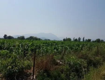 Freistehende 15000 M2 Fruchtbares Land Zum Verkauf In Mugla Ortaca Bogenschützen