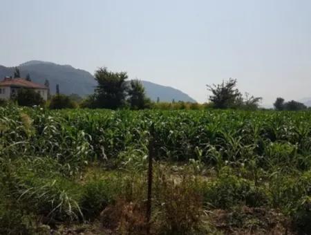 Freistehende 15000 M2 Fruchtbares Land Zum Verkauf In Mugla Ortaca Bogenschützen