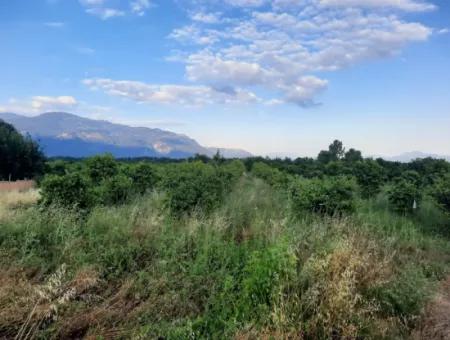 3500 M2 Orangen- Und Mandarinengarten Zum Verkauf In Köyceğiz Toparlar