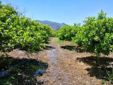 Zitrone Garten Zu Verkaufen Schnäppchen Ortaca