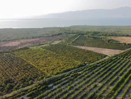 Granatapfelgarten Zum Verkauf In Mugla Ortaca Tepearasi