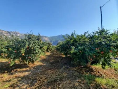 Mugla Ortaca Dalyanda 7520 M2 Maniced Freistehender Granatapfelgarten Zu Verkaufen