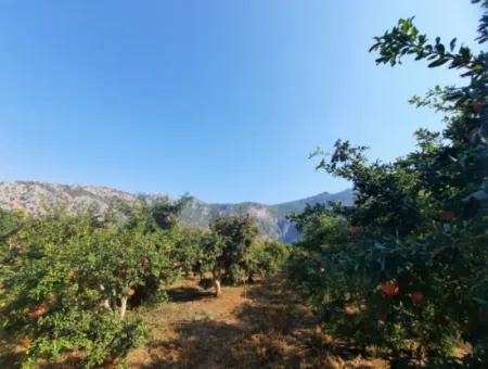 Mugla Ortaca Dalyanda 7520 M2 Maniced Freistehender Granatapfelgarten Zu Verkaufen