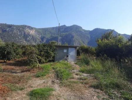 Mugla Ortaca Dalyanda 7520 M2 Maniced Freistehender Granatapfelgarten Zu Verkaufen