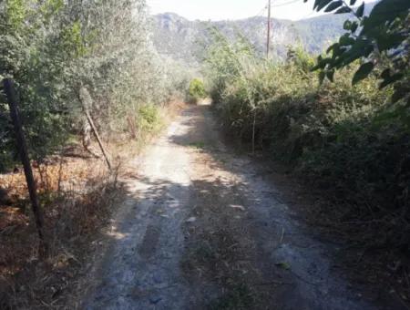 Mugla Ortaca Dalyanda 7520 M2 Maniced Freistehender Granatapfelgarten Zu Verkaufen