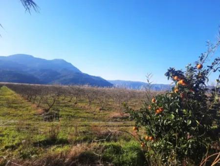 Ortaca Dalyan 73.500 M2 Passender Granatapfelgarten Zu Verkaufen