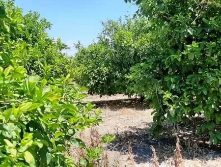 Zitrone Garten Zum Verkauf In Yesilyurt Ta Oriya Gelegenheit