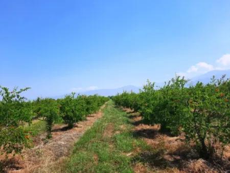 Muğla Ortaca Tepearası Zum Verkauf Kelepir Freistehendes 22 250 Grundstück