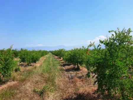 Muğla Ortaca Tepearası Zum Verkauf Kelepir Freistehendes 22 250 Grundstück