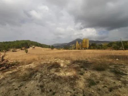 6 230 M2 Fruchtbares Land Zur Miete In Çameli Cumaalanı