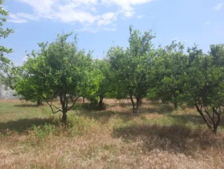 Köyceğiz Toparlar Seeblick 2 100 M2 Zonengrundstück Und 2 Häuser Zum Verkauf