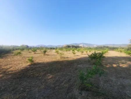 5000 M2 Zitrusplantage Zum Verkauf In Ortaca Dikmekavak