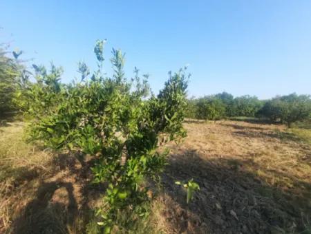 5000 M2 Zitrusplantage Zum Verkauf In Ortaca Dikmekavak
