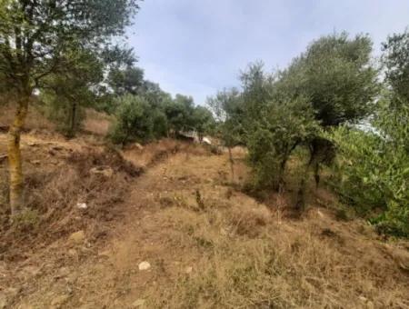 2 500 M2 Schatzgrundstück In Eskiköy Das Besitzrecht Wird Übertragen Oder Das Fahrzeug Ausgetauscht