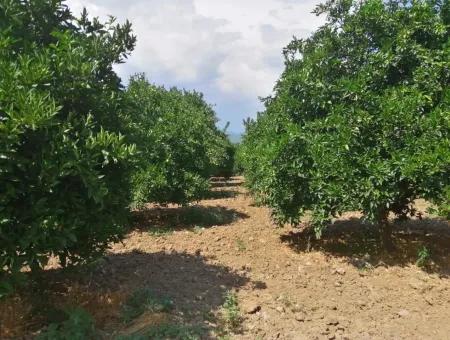 Bauernhof Zum Verkauf In Köyceğiz Beyoba Schnäppchen