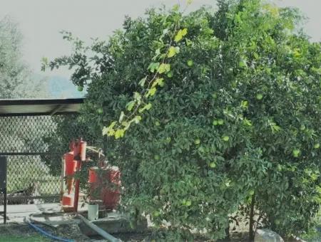 Tepearasi Schnäppchen Für Verkauf In Orange Grove