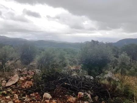 Wildblumen Zum Verkauf An Schnäppchen Göcek Inlice