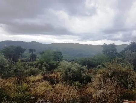 Wildblumen Zum Verkauf An Schnäppchen Göcek Inlice