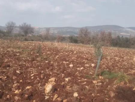3.030 M2 Freistehendes Grundstück Mit Eigentumsurkunde Zum Verkauf In Denizli Beyağaç Cumhuriyet