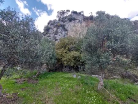 Muğla Köyceğiz Çandırda 3.750 M2 Grundstück Zum Verkauf In Der Nähe Des Dalyan-Kanals