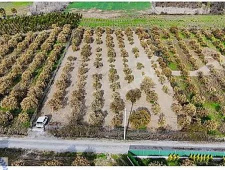 3 100 M2 Orangenfeld Zum Verkauf In Muğla Köyceğiz Döğüşbelen