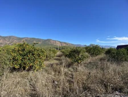 3 100 M2 Orangenfeld Zum Verkauf In Muğla Köyceğiz Döğüşbelen