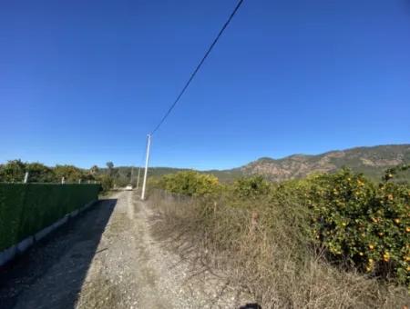 3 100 M2 Orangenfeld Zum Verkauf In Muğla Köyceğiz Döğüşbelen
