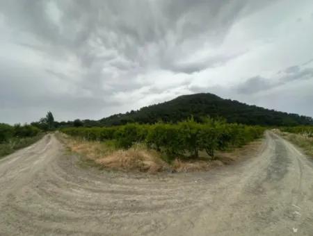 6.250 M² Gepflegter Schnäppchen-Granatapfelgarten Zum Verkauf In Dalyan, Muğla