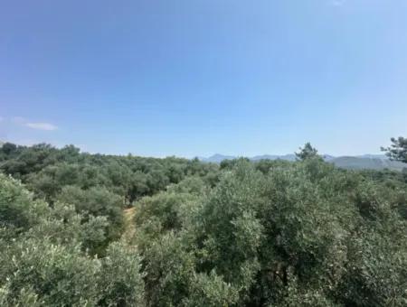 1608 M2 Olivenhain Zum Verkauf Im Olivengebiet Köyceğiz