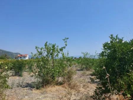 5.200 M² Zitronen- Und Orangengarten ???????? Zu Vermieten In Dalyan, Muğla