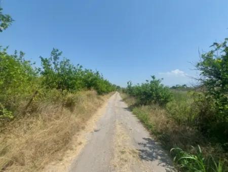 5.200 M² Zitronen- Und Orangengarten ???????? Zu Vermieten In Dalyan, Muğla