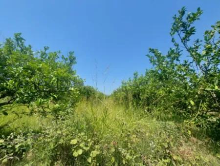5.200 M² Zitronen- Und Orangengarten ???????? Zu Vermieten In Dalyan, Muğla