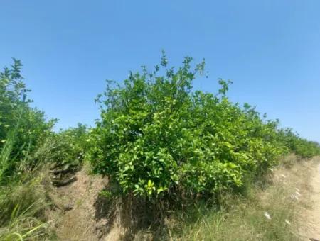 5.200 M² Zitronen- Und Orangengarten ???????? Zu Vermieten In Dalyan, Muğla