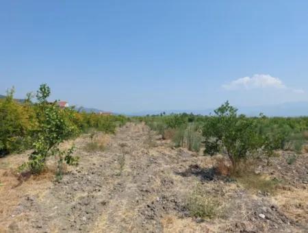 2.800 M² Grundstück Zum Verkauf In Dalyan, Muğla, In Der Nähe Des Dalyan-Kanals