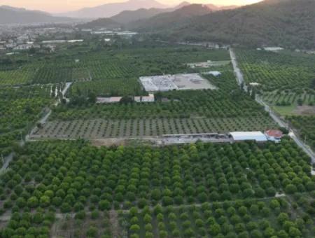Freistehender 5.000 M² Zitronengarten Mit 150 M² Baurecht In Ortaca Çaylı Zum Verkauf Oder Tausch